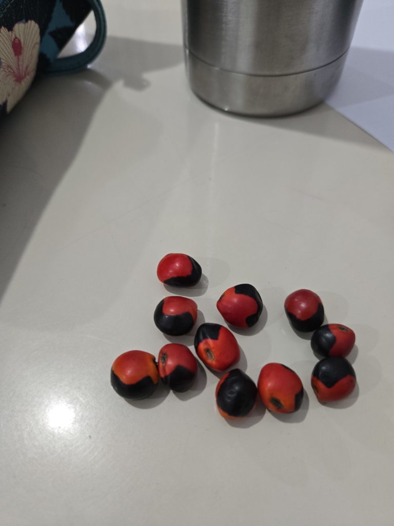 20260303_165132 - Shirley de Souza Garcia Costa